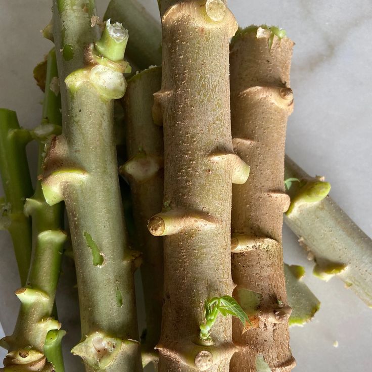 Cassava Stem Cuttings