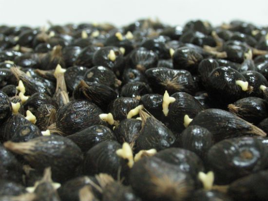 Sprouted Oil Palm Seeds