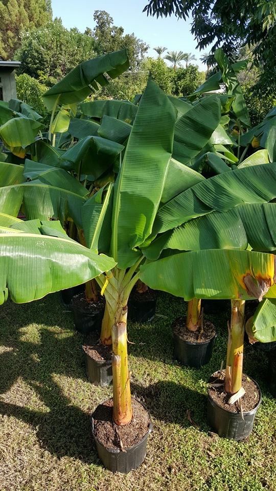 Plantain Treated Suckers Sold per sucker